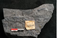 Foto (Detailansicht) von Neuropteris sp.  (NHMW-GEO-2024-0188-10686)
